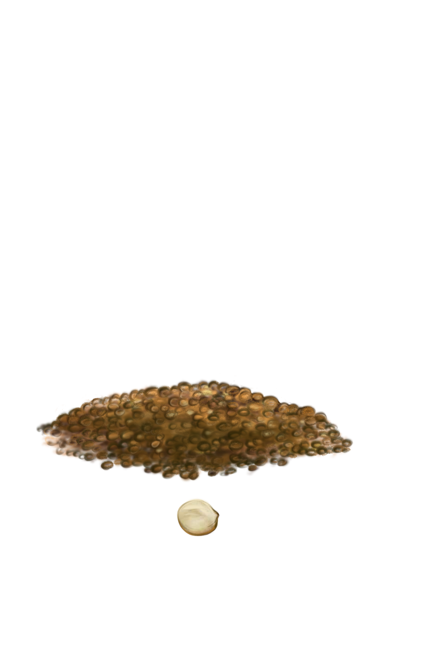 Посев