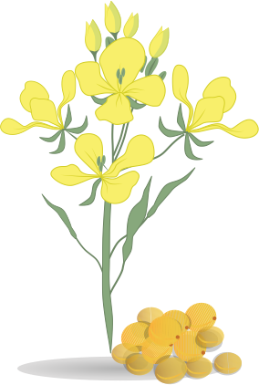 БОРОВСКА