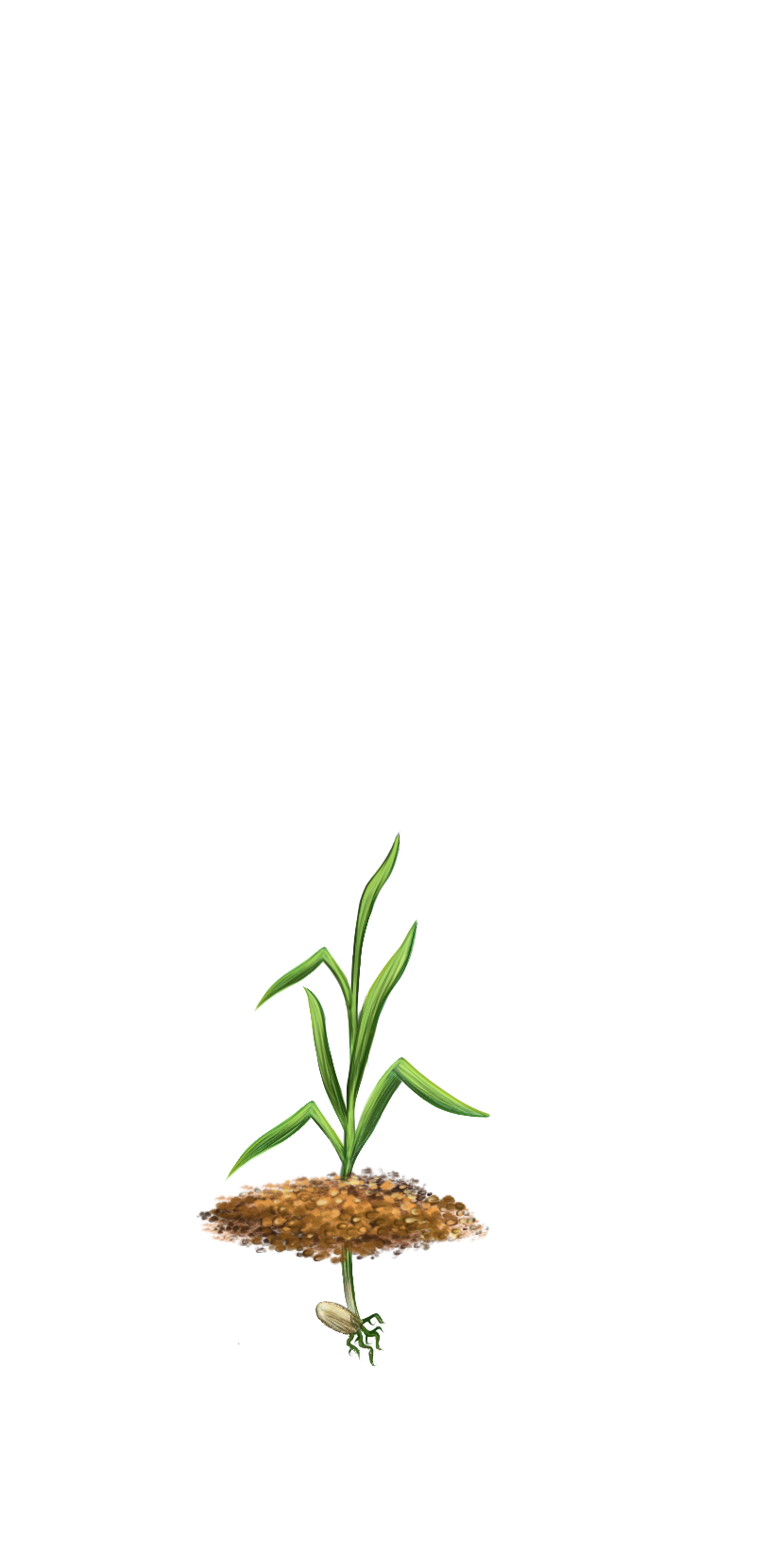 конец кущения