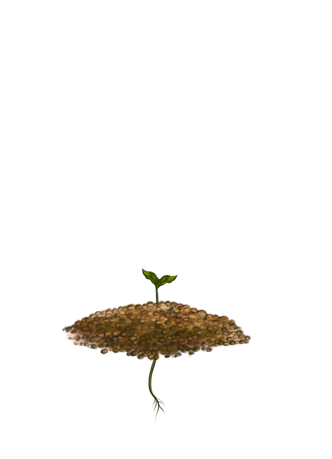 Семядоли