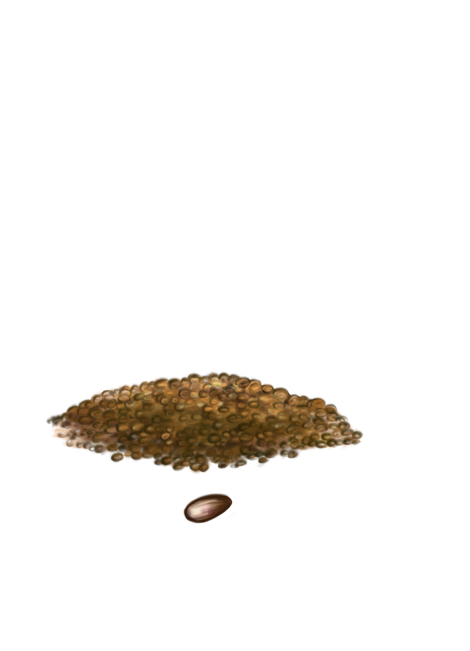 Посев
