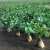 Центаур Поли (Полиплоид)